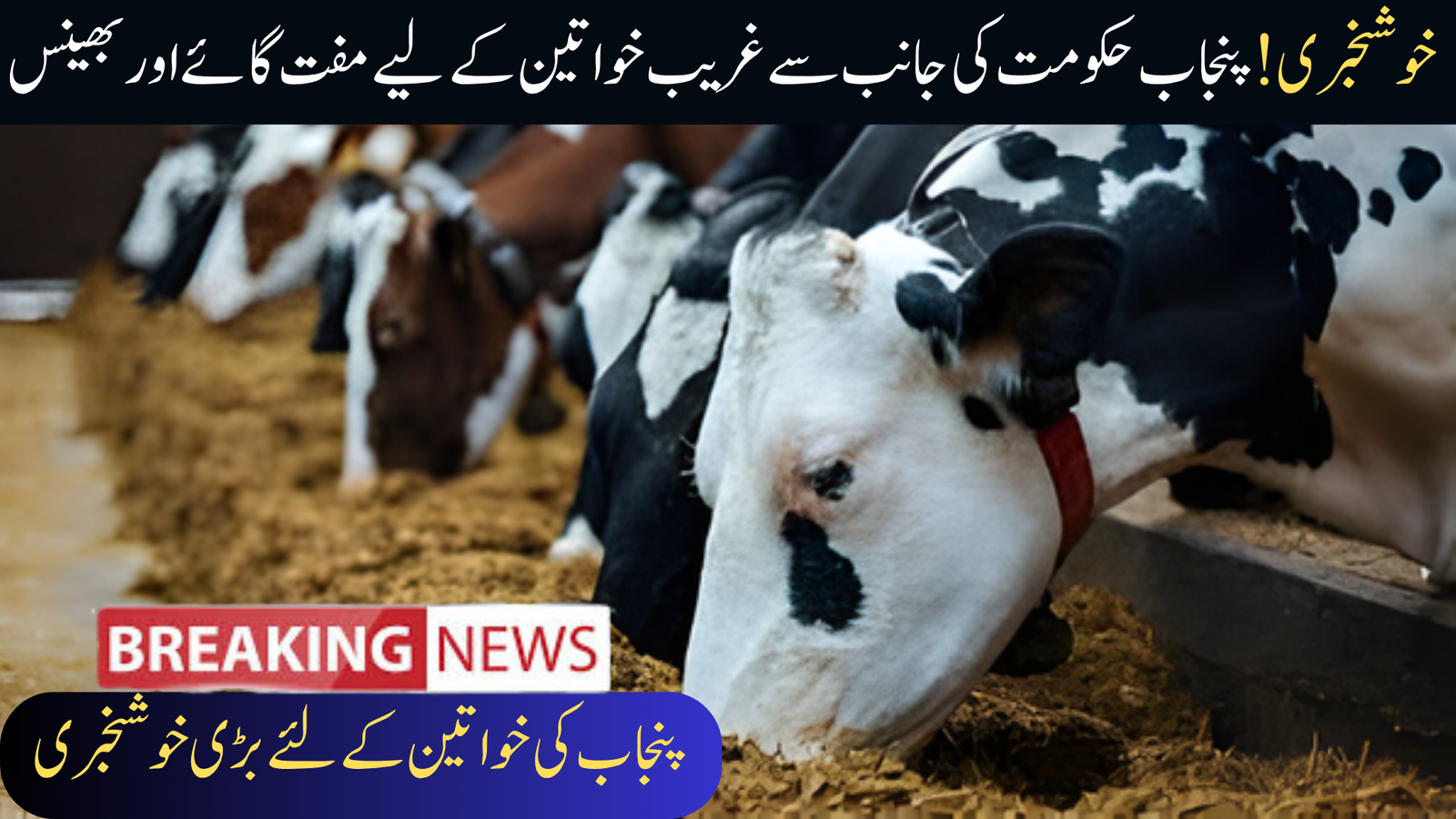 Free Cows & Buffaloes